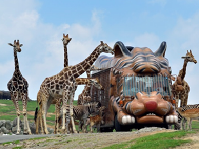 九州アフリカ ライオン サファリ株式会社