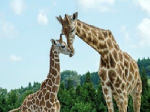 九州アフリカ ライオン サファリ株式会社