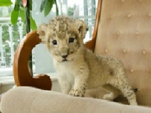 九州アフリカ ライオン サファリ株式会社